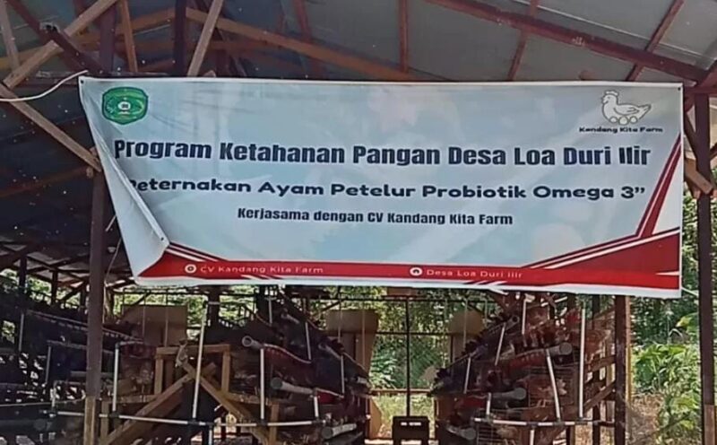 Ilustrasi peternakan ayam petelur. (Foto: Ist)