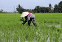 Ilustrasi pertanian di Kukar. (Foto: Ist)