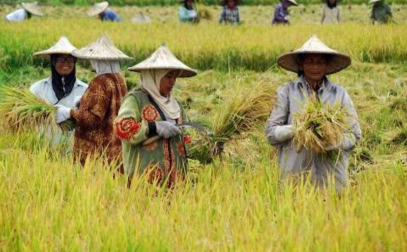 Ilustrasi Pertanian. (Foto: Ist)