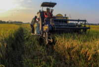 Ilustrasi pertanian. (Foto: Ist)