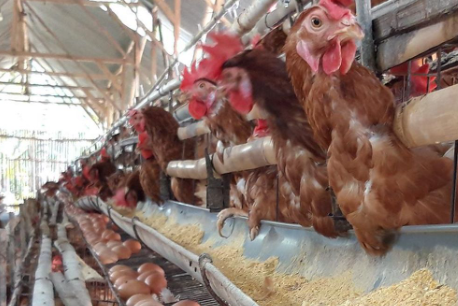 Ilustrasi peternakan ayam petelur. (Foto: Ist)