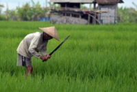 Ilustrasi pertanian. (Foto: Ist)