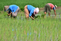 Ilustrasi Pertanian. (Foto: Ist)