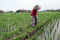 Ilustrasi pertanian. (Foto: Ist)