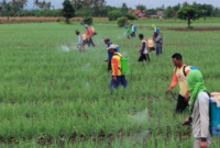 Ilustrasi pertanian. (Foto: Ist)