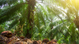 Ilustrasi kebun sawit. (Foto: Ist)