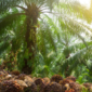 Ilustrasi kebun sawit. (Foto: Ist)