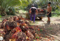 Ilustrasi petani sawit. (Foto: Ist)