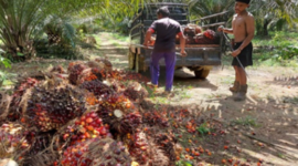 Ilustrasi petani sawit. (Foto: Ist)