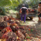 Ilustrasi petani sawit. (Foto: Ist)