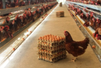 Ilustrasi peternakan ayam omega probiotik. (Foto: Ist)