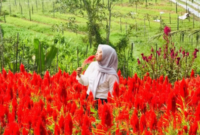 Agrowisata desa tani bhakti. (Foto: Ist)