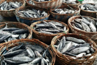 Ilustrasi hasil ikan Kukar. (Foto: Ist)