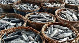 Ilustrasi hasil ikan Kukar. (Foto: Ist)