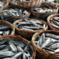Ilustrasi hasil ikan Kukar. (Foto: Ist)