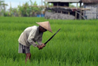 Ilustrasi pertanian. (Foto: Ist)