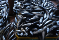 Ilustrasi hasil tangkapan nelayan. (Foto: Ist)