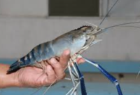 Ilustrasi udang galah. (Foto: ist)