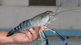 Ilustrasi udang galah. (Foto: ist)