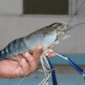 Ilustrasi udang galah. (Foto: ist)
