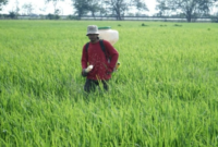 Ilustrasi pertanian. (Foto: Ist)