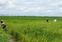 Ilustrasi pertanian. (Foto: Ist)