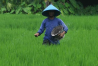 Ilustrasi pertanian. (Foto: Ist)