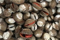 Ilustrasi kerang. (Foto: Ist)