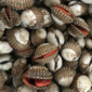 Ilustrasi kerang. (Foto: Ist)