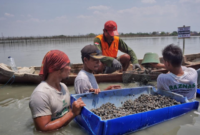 Ilustrasi pembudidaya kerang. (Foto: Ist)