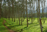 Ilustrasi perkebunan karet. (Foto: Ist)