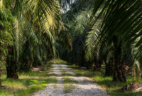 Ilustrasi perkebunan sawit. (Foto: Ist)