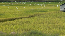 Pertanian padi di Desa Segihan. (Foto: Ist)