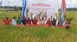 Ilustrasi pertanian. (Foto: Ist)
