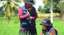 Ilustrasi Penyuluh Pertanian. (Foto: Ist)