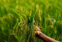 Ilustrasi pertanian. (Foto: Ist)