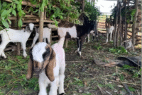 Ilustrasi ternak kambing. (Foto: Ist)