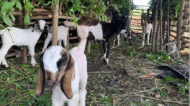 Ilustrasi ternak kambing. (Foto: Ist)