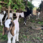 Ilustrasi ternak kambing. (Foto: Ist)
