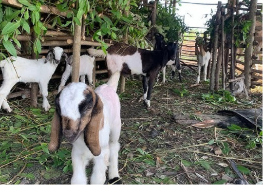 Ilustrasi ternak kambing. (Foto: Ist)